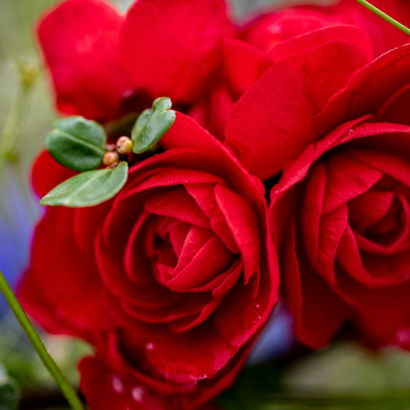 Valentine's Day